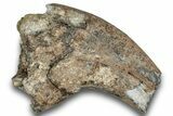 Spinosaurid Dinosaur (Suchomimus) Hand Claw - Niger #245027-1